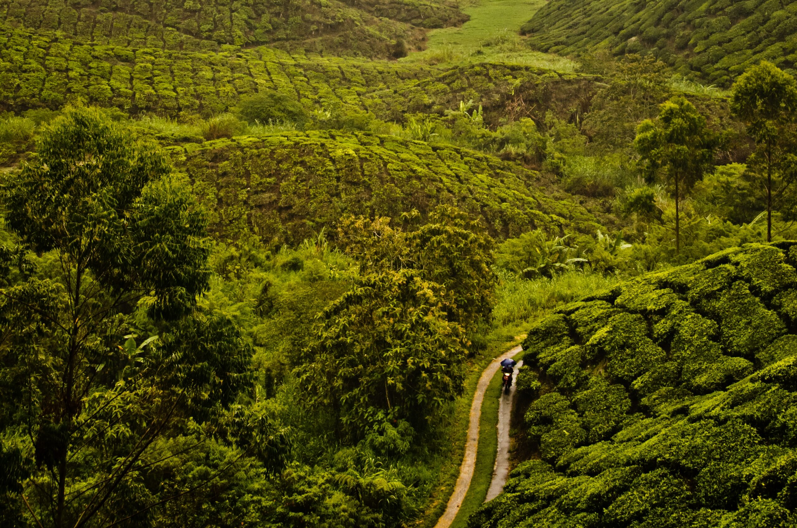 High angle shot of a pathway in the middle of the tea plantation in Malaysia